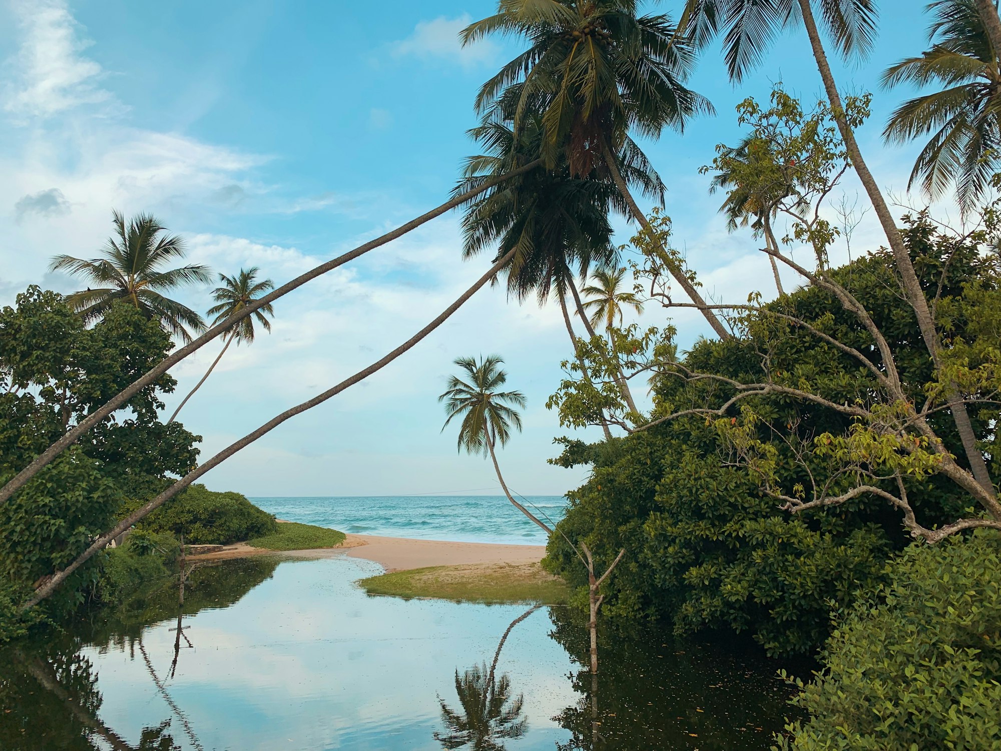 Palm trees leaning over a still, green waterway