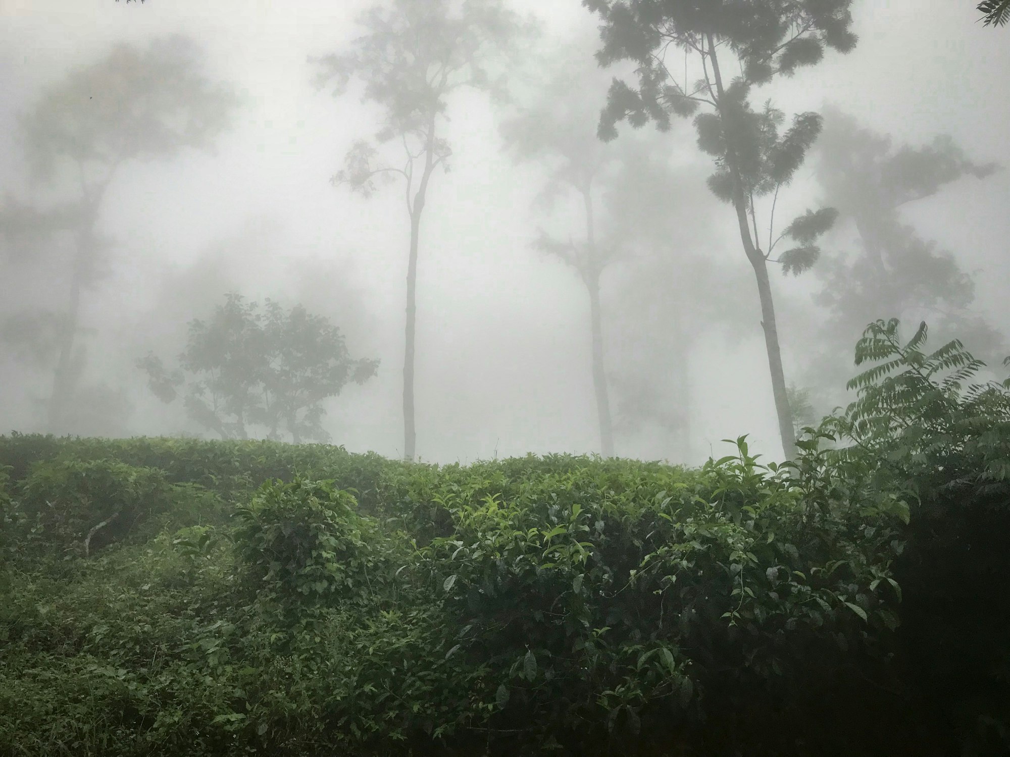 Dense green rainforest canopy in southern Sri Lanka
