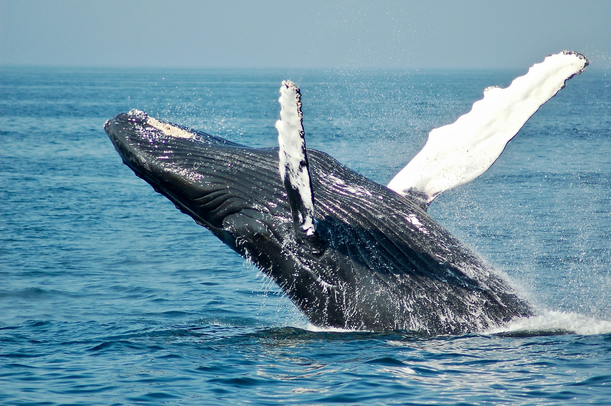 A whale tail raised above the surface of the open ocean