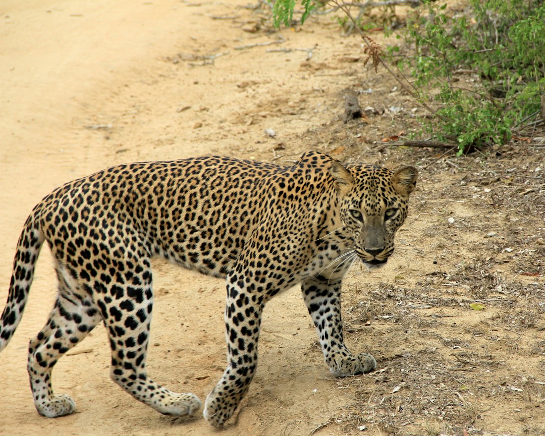 A leopard resting in the dry scrub of Yala National Park
