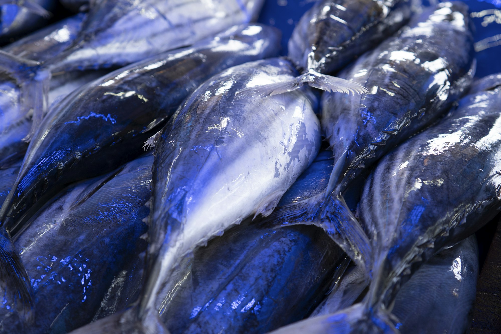 Freshly landed fish packed side by side at the market