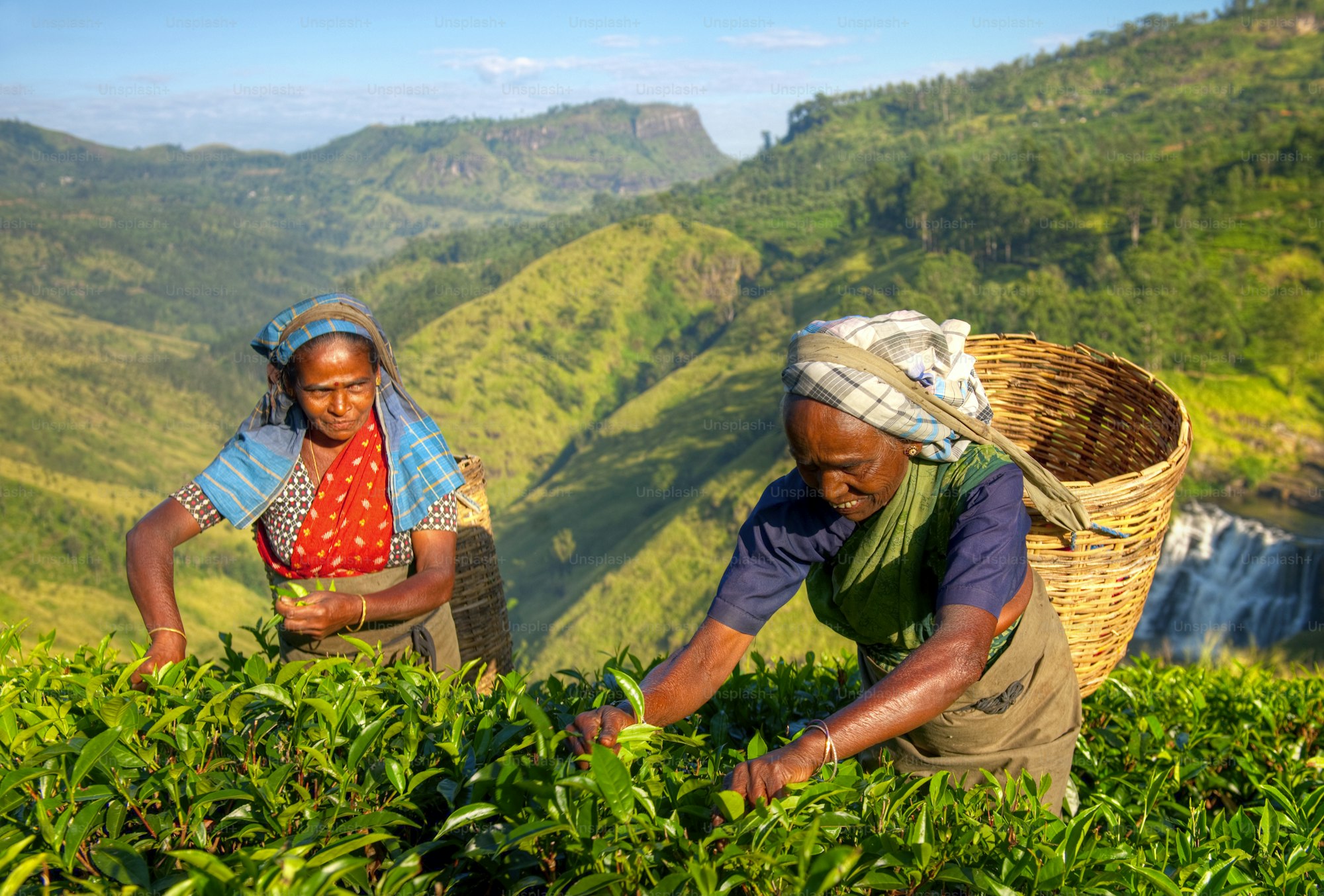 Two tea pluckers filling baskets on a steep green hillside in the highlands