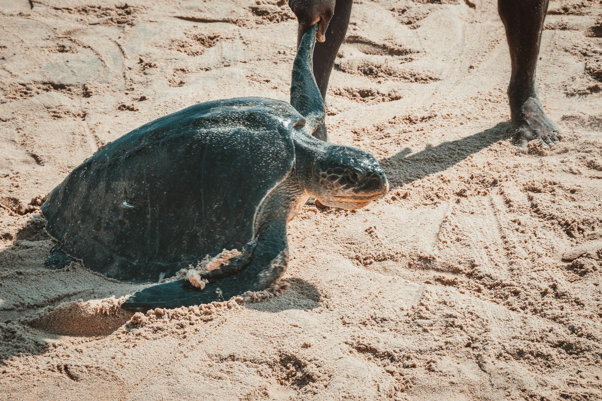 A young sea turtle on wet sand at a coastal hatchery